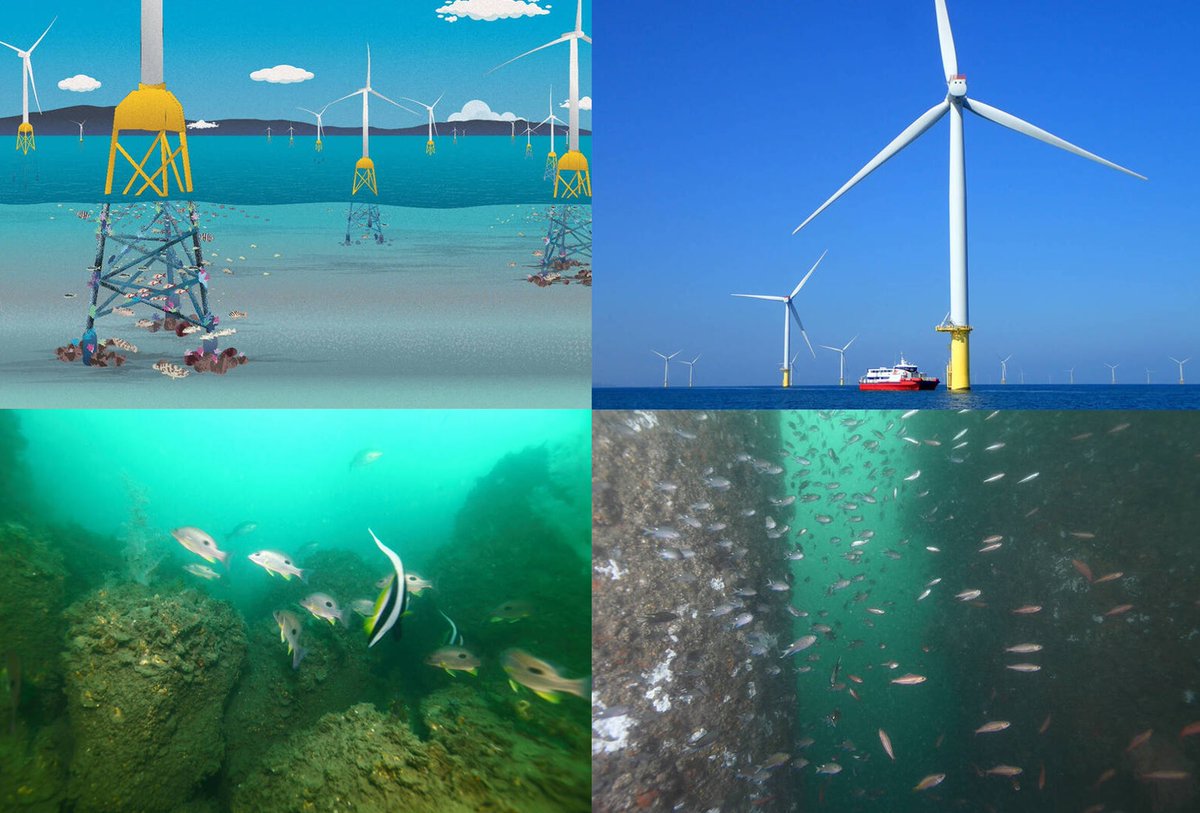 離岸風電促進多樣性岩礁生態系

藍白、收紅錢的環團、上下游等，為配合中國摧毀台灣的能源自主、發展綠能，長年來不斷造謠、認知戰說離岸風電會傷害海洋生態。結果海大團隊透過潛水觀察、一支釣採樣、科學數據分析發現，離岸風機水下基礎已演變為高度多樣化的岩礁生態系，且明顯高於傳統魚礁。