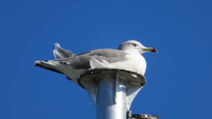 Hawk3330's tweet image. Art of the Day! "Seagulls looking at the sea". Buy at: ArtPal.com/HawkOren?i=301…