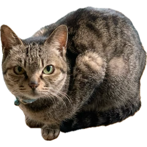 🐷ピエロ🐷 (@stars0827) / Posts / X