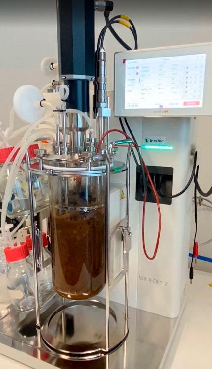 Científicas U. de Chile transforman el cochayuyo en proteína del futuro. El desarrollo, registrado como MycoSeaweed®, obtuvo el primer lugar del Premio Nacional de Innovación Alimentaria en la categoría “Alimentos para una Vida Saludable” uchile.cl/u236464