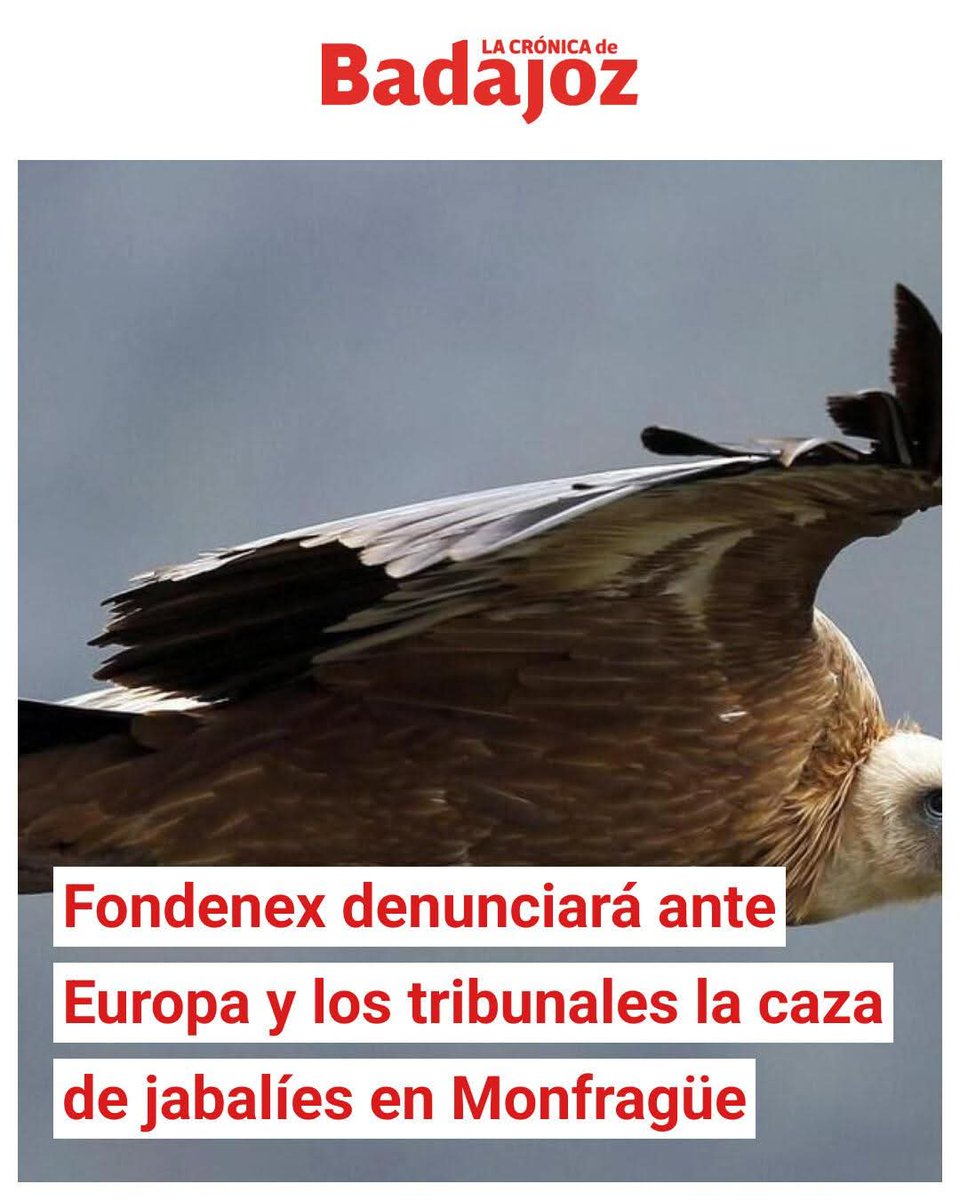 Fondenex denunciará ante Europa y los tribunales la caza de jabalíes en Monfragüe.

La fundación sostiene que la ampliación de las batidas hasta marzo pone en riesgo la reproducción de grandes aves rapaces protegidas.
lacronicabadajoz.com/extremadura/20…
