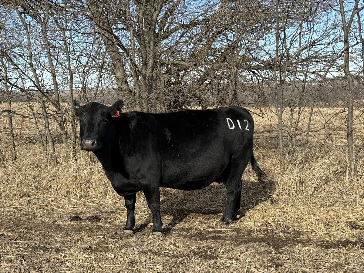 Every weekend, I get dad from his assisted living apartment and go to the farm. We have coffee and dinner. Then we hop in the “Cowdillac” Gator. He assessed cow body condition scores today, “The girls look like marshmallows on sticks”. Good enough. Take that Parkinson’s Disease.