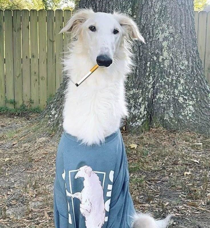 woofgonecrazy's tweet image. fresh as fuck