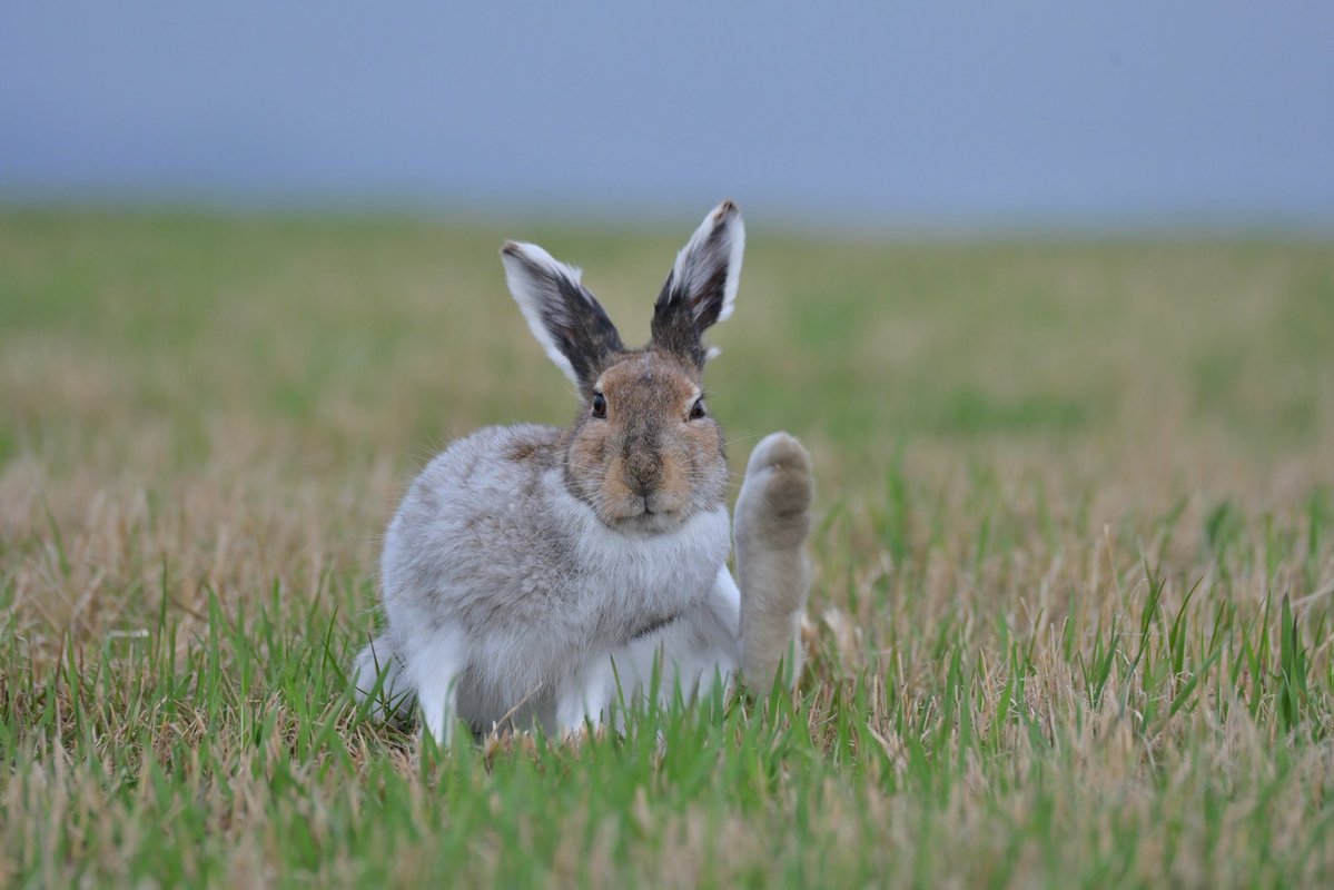 エゾユキウサギ
