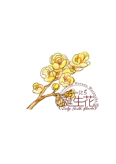 1月12日 蝋梅 花言葉 おくゆかしさ #1日1絵 #まいにち誕生花