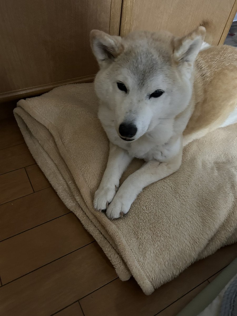 ズズ🐕🐈‍⬛ (@zuzu0223) / Posts / X