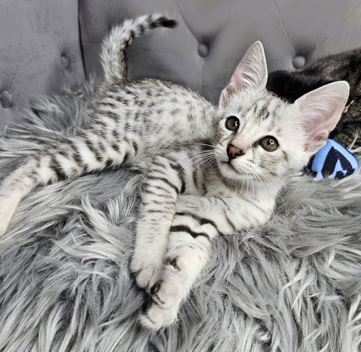 LasVegasBarbie tweet media