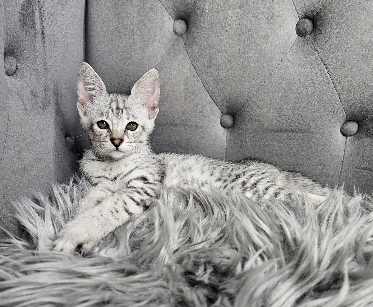 LasVegasBarbie tweet media