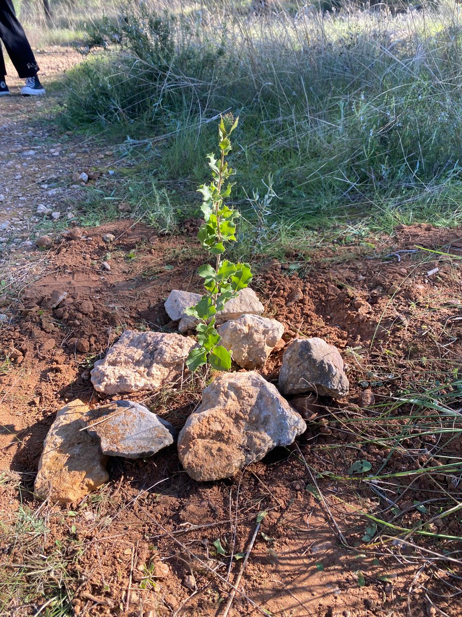 iespsb's tweet photo. El 25 de noviembre y 3 de diciembre de 2025, alumnos de 1.º y 2.º ESO han realizado, junto a sus profesores de Biología y técnicos de la Consejería de Medio Ambiente, la I Reforestación del IES Poeta Sánchez Bautista en el “El Valle Perdido”, Parque Natural del Valle y Carrascoy. https://t.co/dXDPTOw7FJ