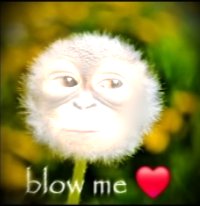 softaurus's tweet image. 