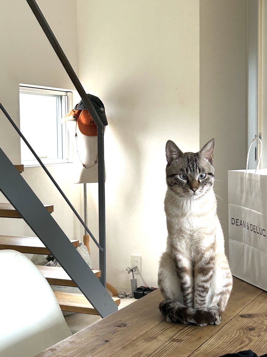 max0212164277's tweet photo. だんだん自制心がついてきたウチの猫🐈

#猫 #日常 #静寂 https://t.co/2vi8cOvRpi