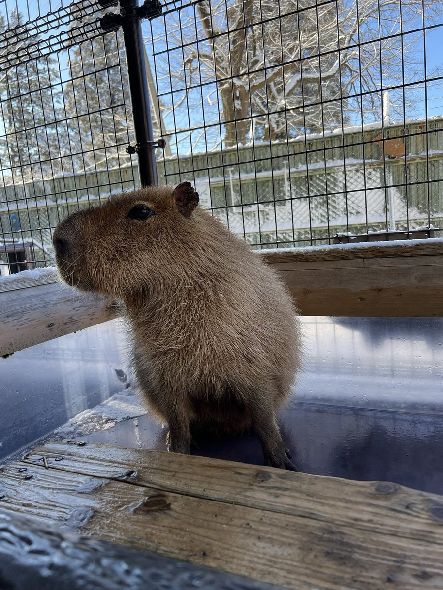 かぴばら3 (@kapibara334) / Posts / X