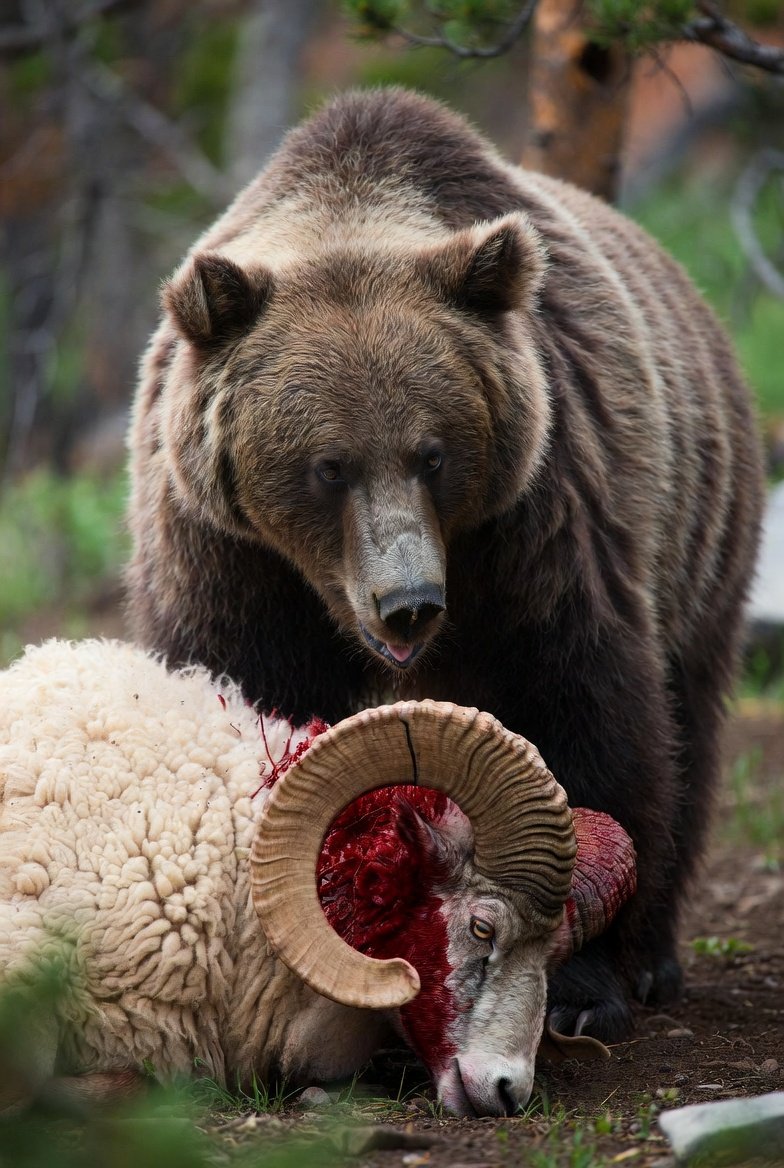 Bears hosting the rams next week <a href="/miDnIght20C/">🍻🎶miD20C🏀🎸🎵</a>