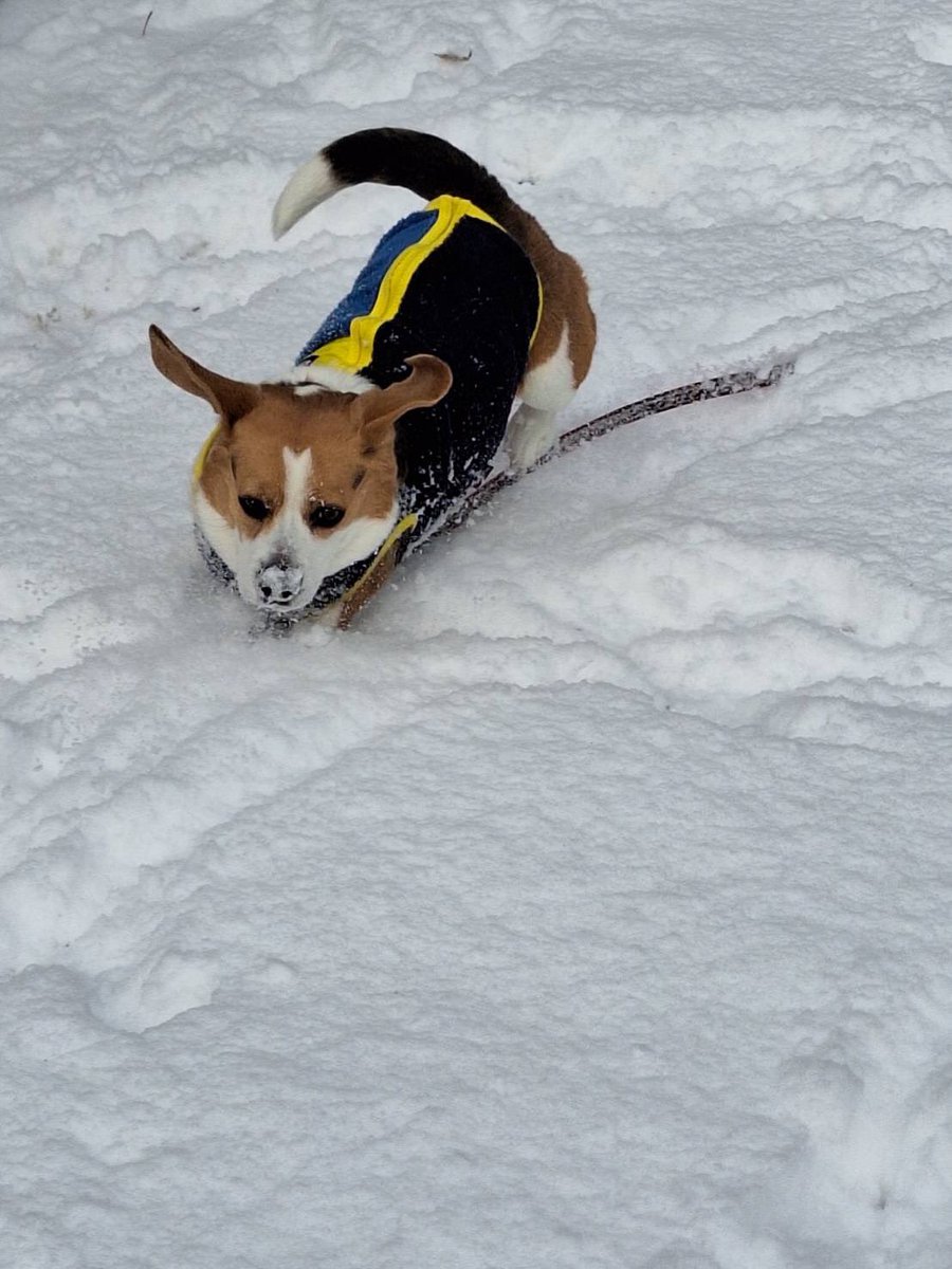 Pf75F's tweet photo. 雪が降って楽しそうないーぬ⛄️🐶 https://t.co/RVasBBrEZr