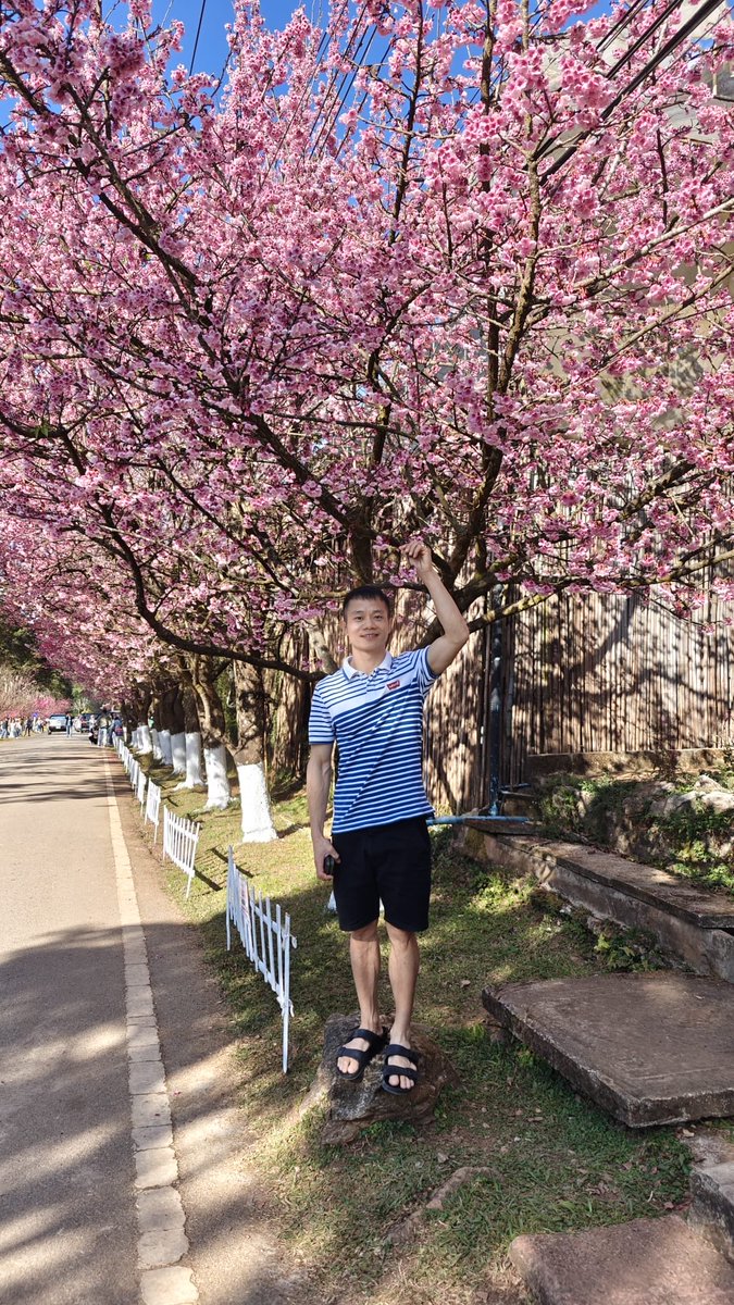 ดอกกำลังปานสวยมากมาย