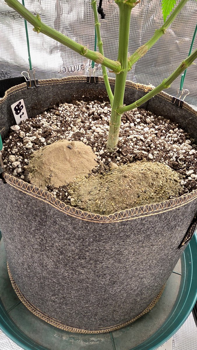 AlienFogMachine's tweet image. Start of wk4 flower in the 🫐🫐 tent. Midflower topdress is 2tbsp per gal of soil. Did 50-50 split of Dr. Earth Flower Girl &amp;amp; Roots Organics Terp Tea. Lollipopped the auto &amp;amp; nothing needed for the @ILGMOfficial 🫐 I can see through it, good airflow &amp;amp; lots of stacked buds.