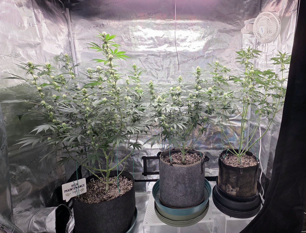 AlienFogMachine's tweet image. Start of wk4 flower in the 🫐🫐 tent. Midflower topdress is 2tbsp per gal of soil. Did 50-50 split of Dr. Earth Flower Girl &amp;amp; Roots Organics Terp Tea. Lollipopped the auto &amp;amp; nothing needed for the @ILGMOfficial 🫐 I can see through it, good airflow &amp;amp; lots of stacked buds.