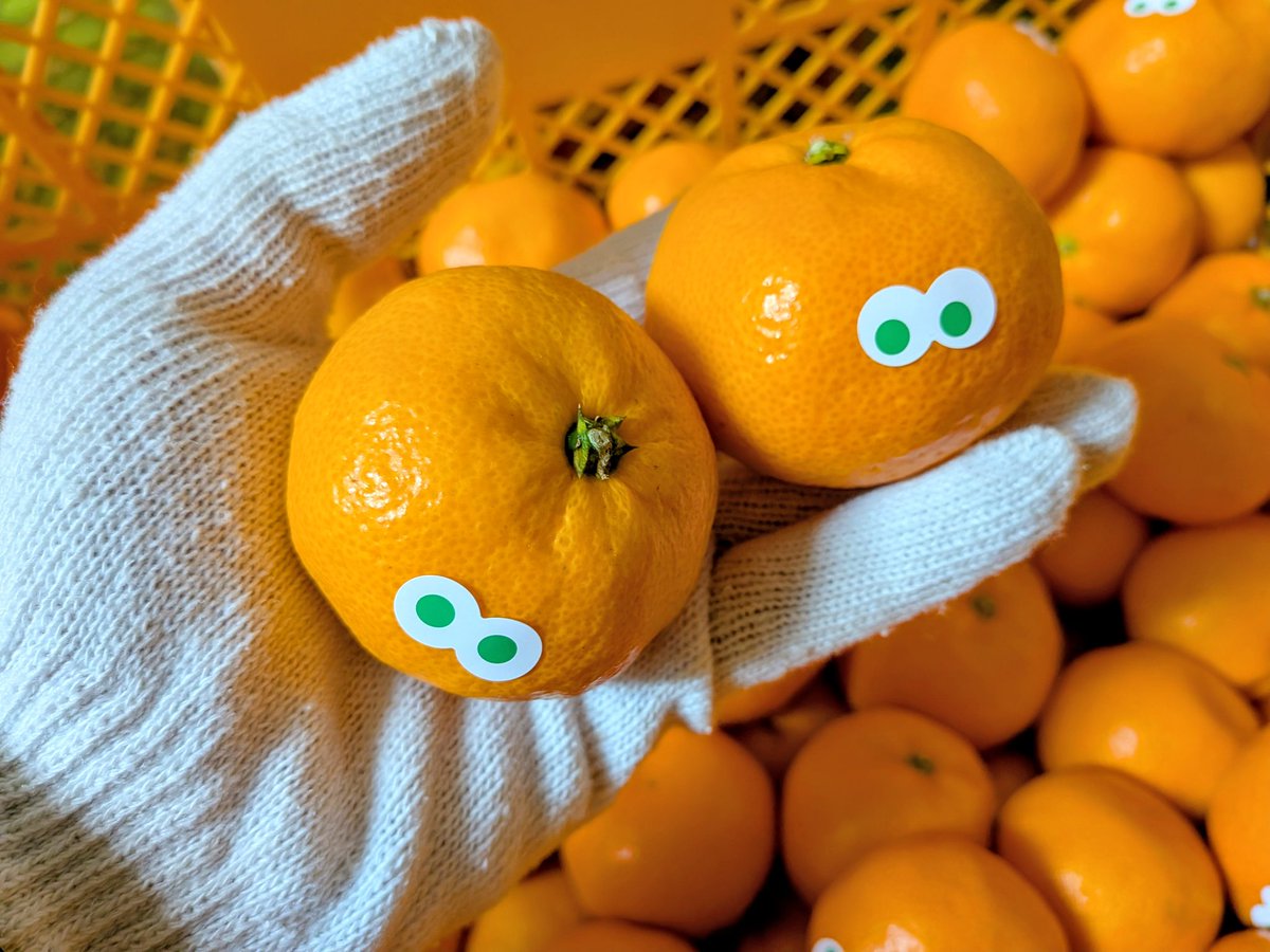 今週登場のミカン。最も気に入っている品種。オレンジの味が強くコク