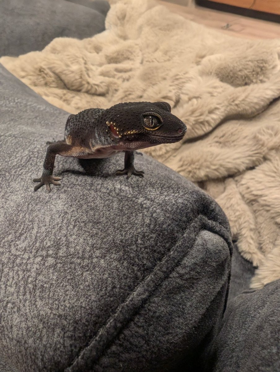 mimi_adac's tweet photo. @Noirreptiles 
ポストだいぶ遅くなりましたが、ブラックナイトお迎えしました🦎
食欲旺盛な可愛い子♥
くろまめちゃんです😊
お譲りいただきありがとうございます！
ピンセットめちゃめちゃ使いやすいです🥰 https://t.co/C97SBuzYVU