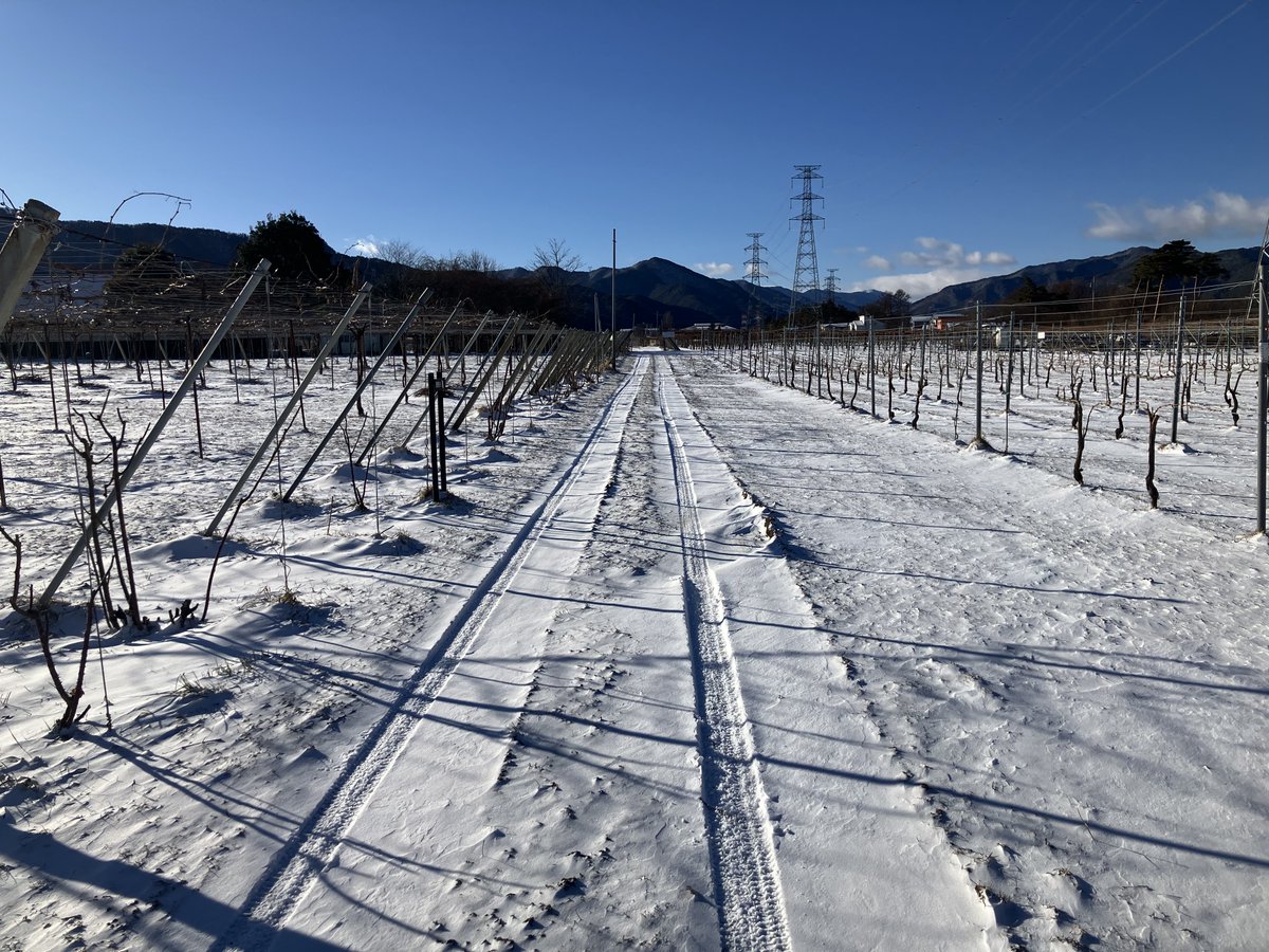 今朝塩尻は雪が積もりました☃️

積雪量は多くありませんが、日陰などはまだ凍結している箇所もあります。
お越しの際はお気をつけください🙌

#五一わいん ＃五一ワイン