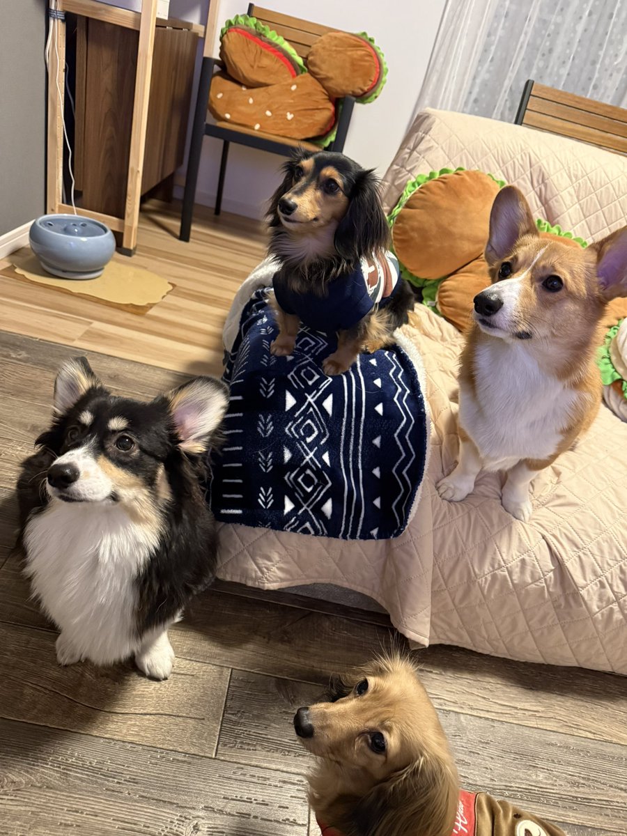srnw's tweet photo. 一番最前線にいる黒のフラコギ
一番新入りでまだうちに来て2ヶ月も経ってないのに生まれた時からいましたけど？
的に態度がデカいです
キミ、馴染みすぎ
ほかの3匹がドン引きするレベル苦笑 https://t.co/HNCgPuEJn7