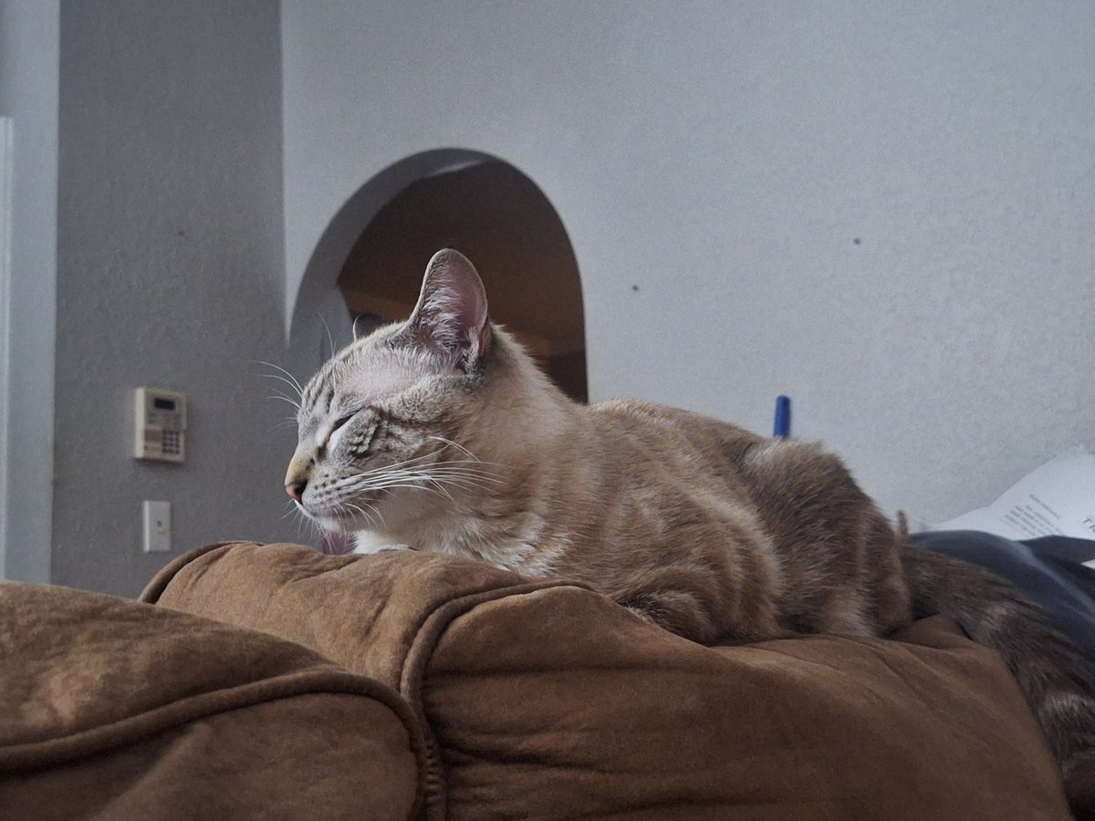 Baby boy Nimbus at it again being the cutest little kitty cat