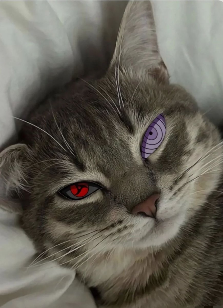 NarutoDaily_'s tweet image. Sage of Six Cats