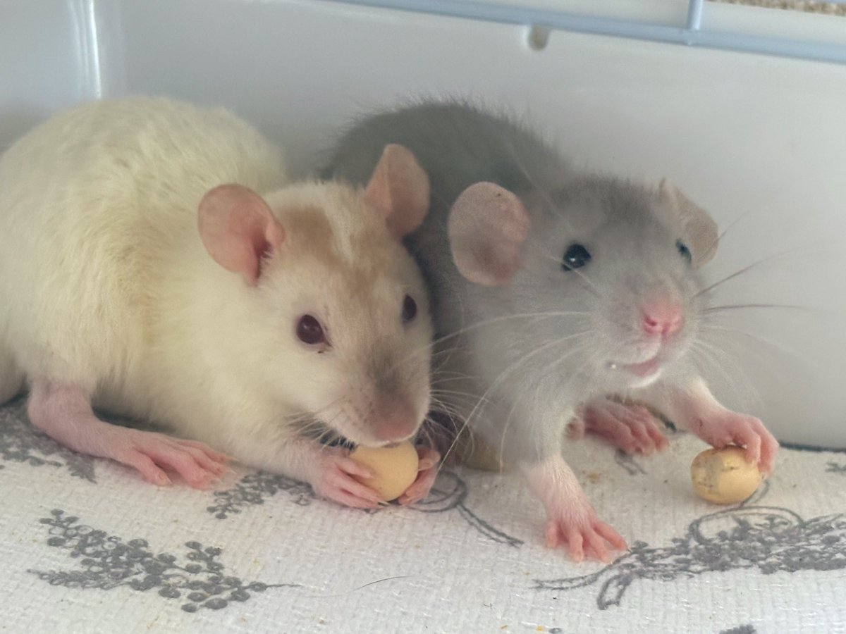 たまごぼーろ おいしいです

 #ファンシーラット タイム君 ウヴァ君