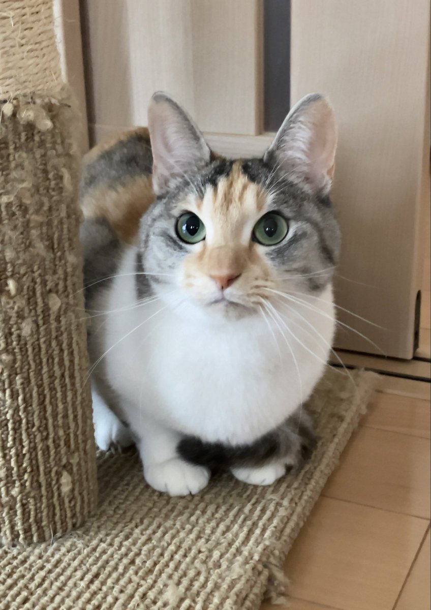 三毛猫のひめちゃん (@mikehime0707) / Posts / X