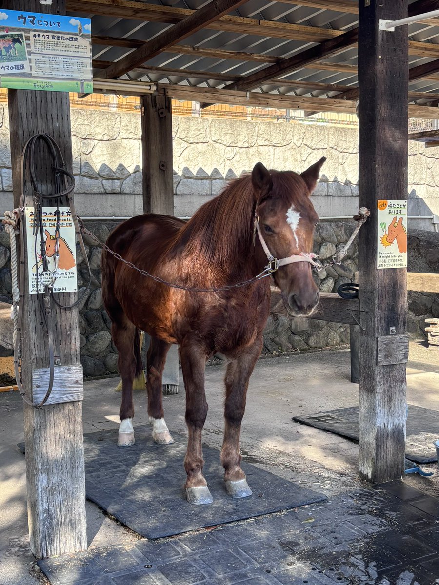 Post by SEZAKI Junko（れもん） on X: まかいの牧場なう