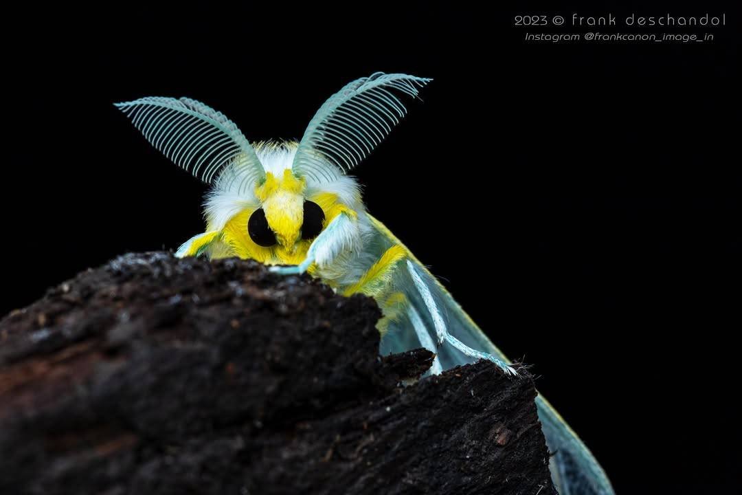 MothHeaven_'s tweet image. Unidentified moth found in the rwenzori mountains in africa back in 2023, A moth this vibrant in blue is insanely rare as blue on most animals isnt caused by a pigment, instead being light reflections

It does not have a common name, nor a scientific name as of now

It is simply,…