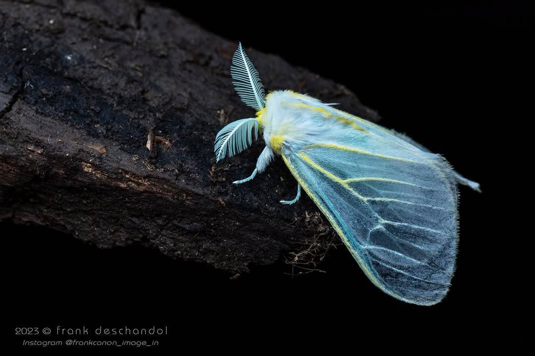 MothHeaven_'s tweet image. Unidentified moth found in the rwenzori mountains in africa back in 2023, A moth this vibrant in blue is insanely rare as blue on most animals isnt caused by a pigment, instead being light reflections

It does not have a common name, nor a scientific name as of now

It is simply,…