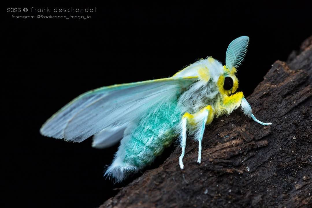 MothHeaven_'s tweet image. Unidentified moth found in the rwenzori mountains in africa back in 2023, A moth this vibrant in blue is insanely rare as blue on most animals isnt caused by a pigment, instead being light reflections

It does not have a common name, nor a scientific name as of now

It is simply,…