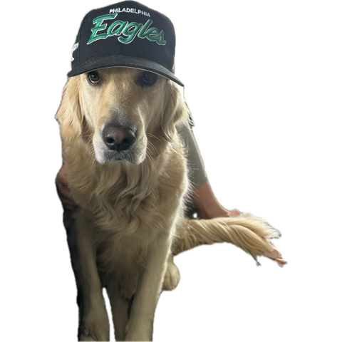 JVondrus's tweet photo. Sad eagles sad… https://t.co/ezYDlRd5bT