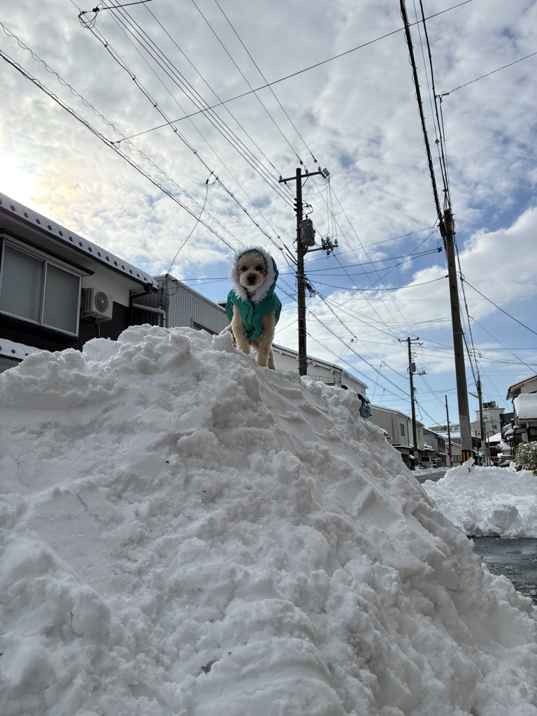 結構降りました。
可愛過ぎるので見てください。
#鳥取市よく降った
#モカ