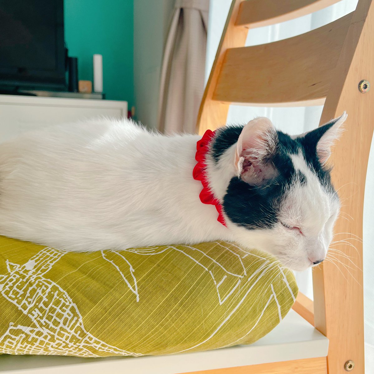 今日も朝からノー暖房でポカポカ…ありがたいねえ…。