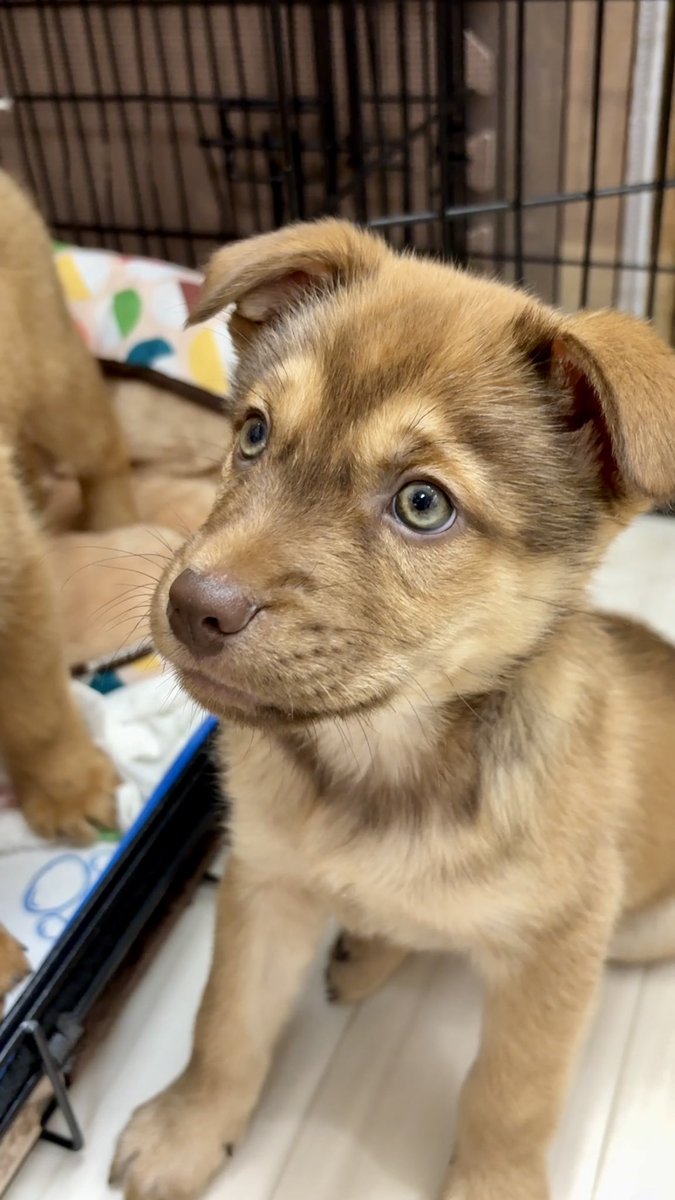 ニヌキ!改めゴンちゃん (@oyegqYIza6pdUrV) / Posts / X