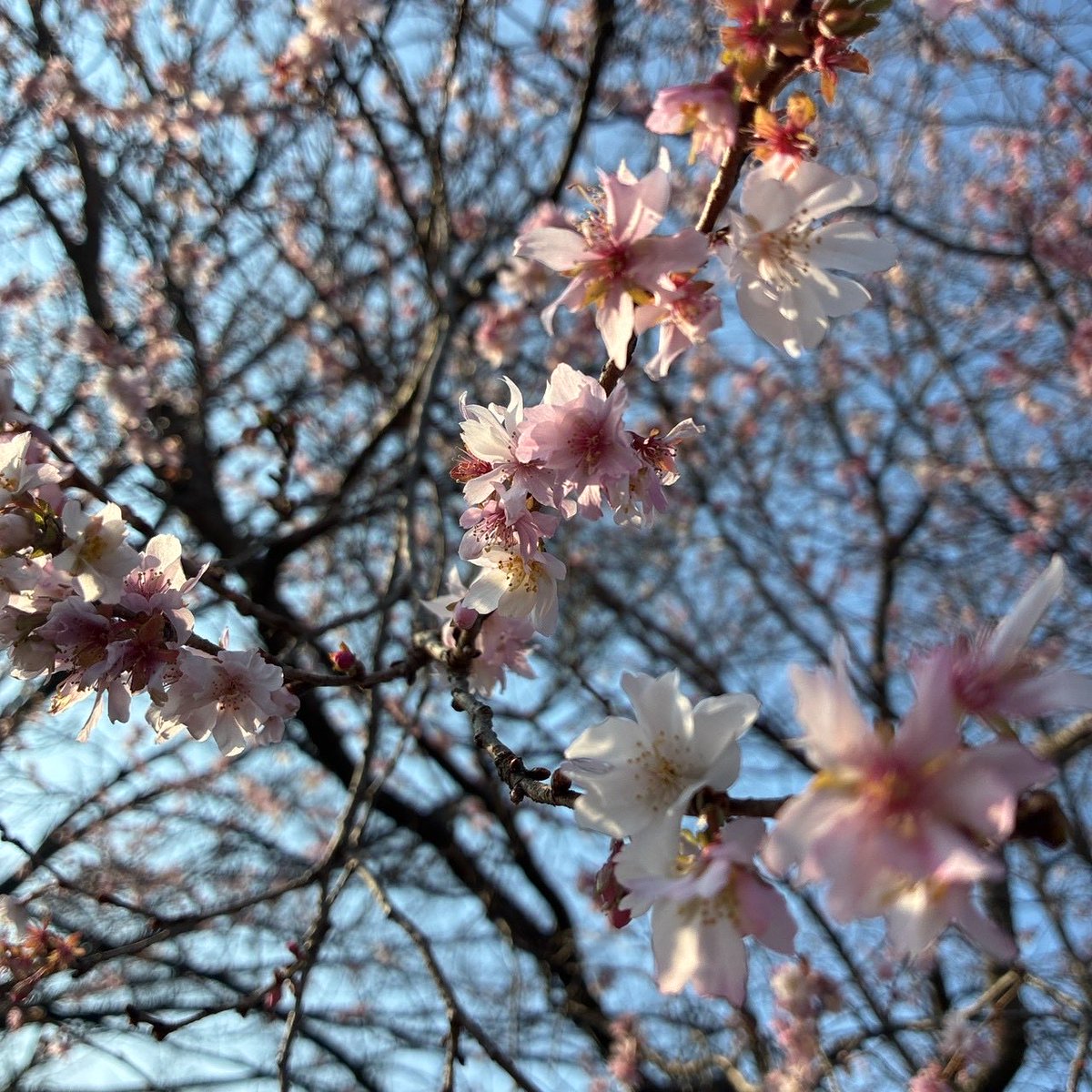 takaya_maeda's tweet photo. 近所の公園ではジュウガツザクラが開花していました。
前職で最後に担任した卒業生の成人式です。おめでとうございます！皆さま素敵な一年をお過ごしください🌸
#成人式
#成人の日おめでとう
#十月桜 https://t.co/qOUZKP4Mvg