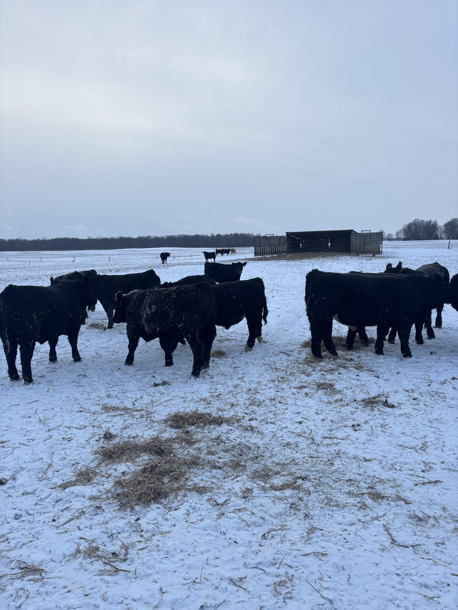 Cowboy Kade tweet media