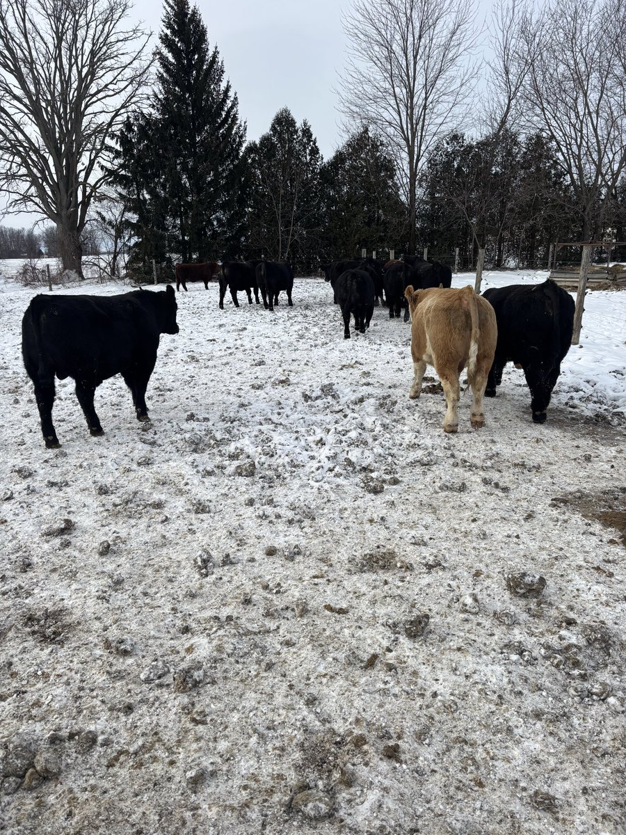 Cowboy Kade tweet media