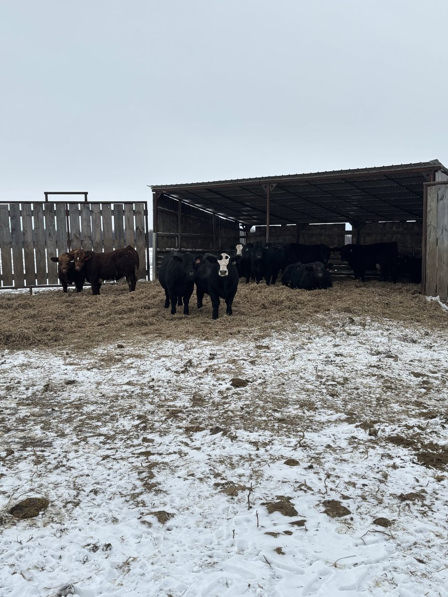 Cowboy Kade tweet media