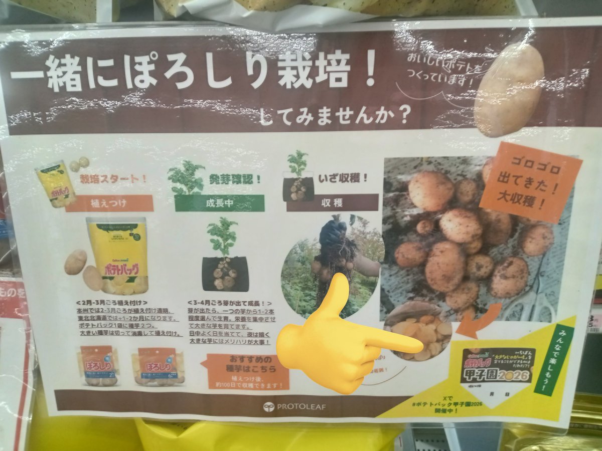 近所のホームセンターのポップに！

#ポテトバッグ甲子園 2026
#プロトリーフ
#カルビーポテト
#J3R園芸部（仮）
#ポテトレーサー
#世界チャンピオン