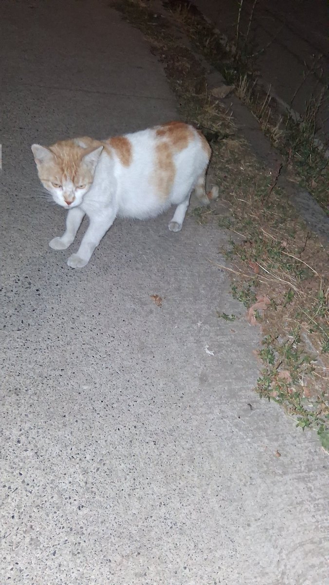 Alguien que pueda cuidarla, adoptarla y hacerse cargo de ella?
Esta preñada