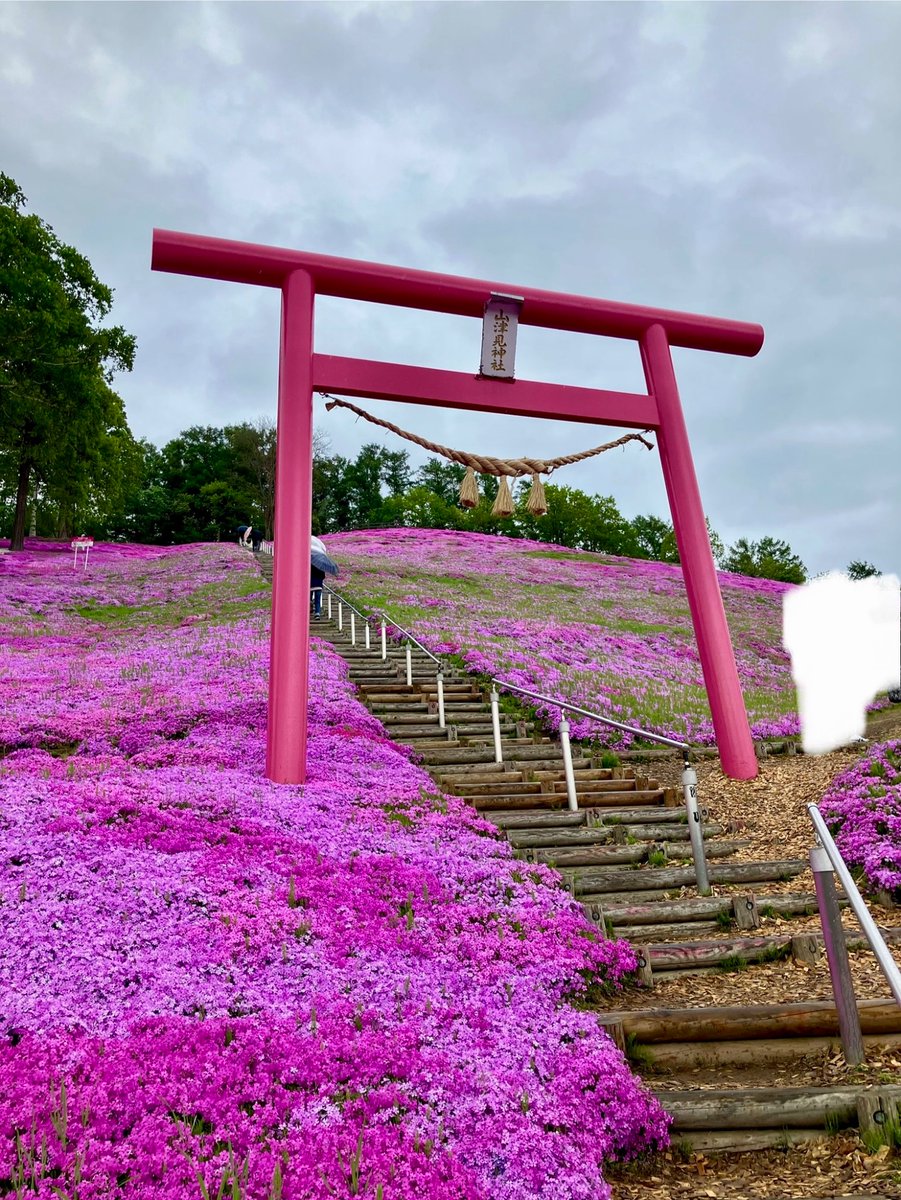 迫力のピンクの鳥居　木製　高さ3300mm　縁起物 今の時期にひがしもこと芝桜公園に足を運べば、このピンクの鳥居が大