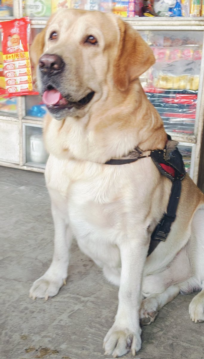 Nitin (Dog lover) tweet media