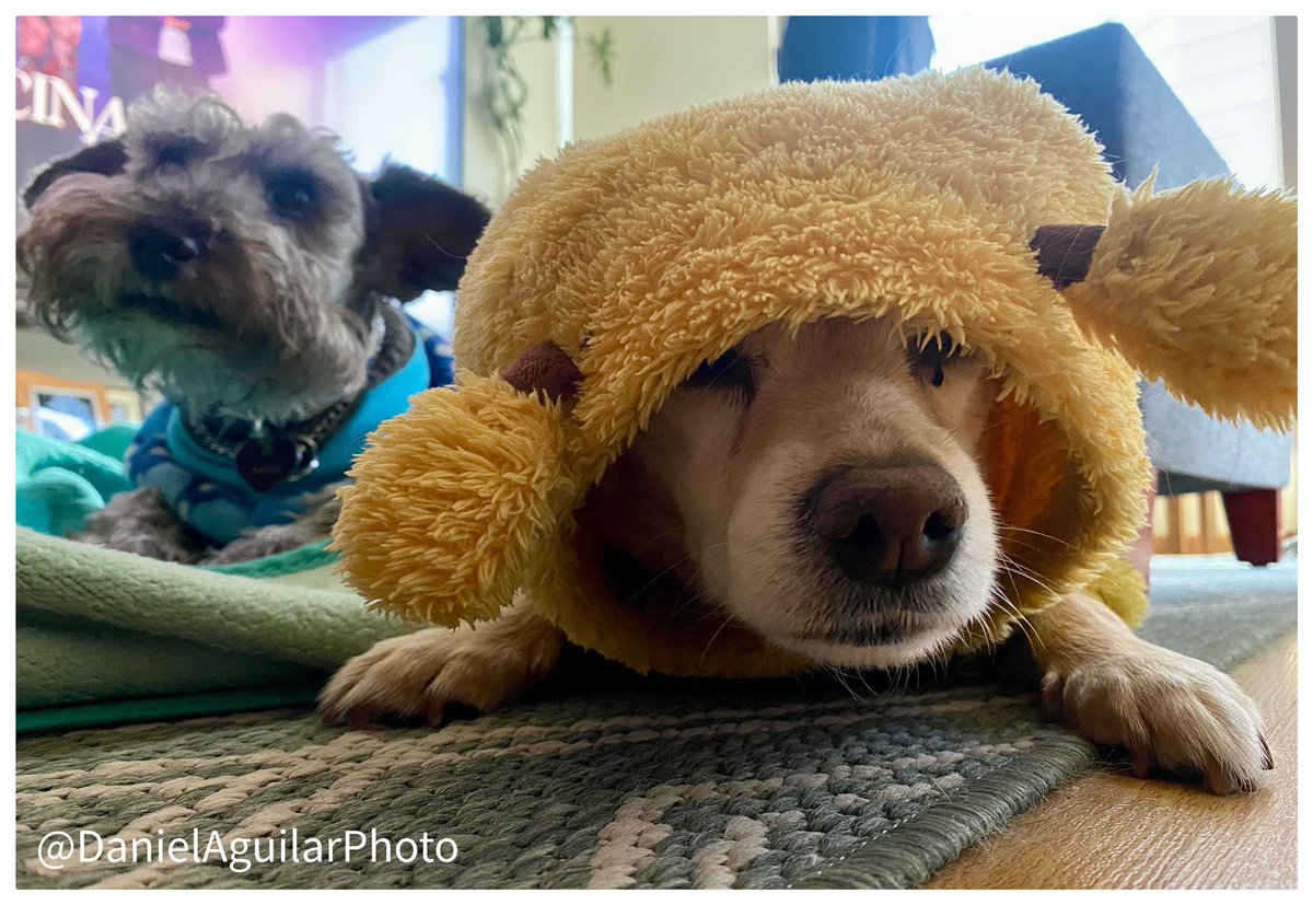 Nala &amp; Marlin 🐾 Domingo de frío, mantita y peli. #frio #home #domingo #lovedogs #petlovers PIX📷DA