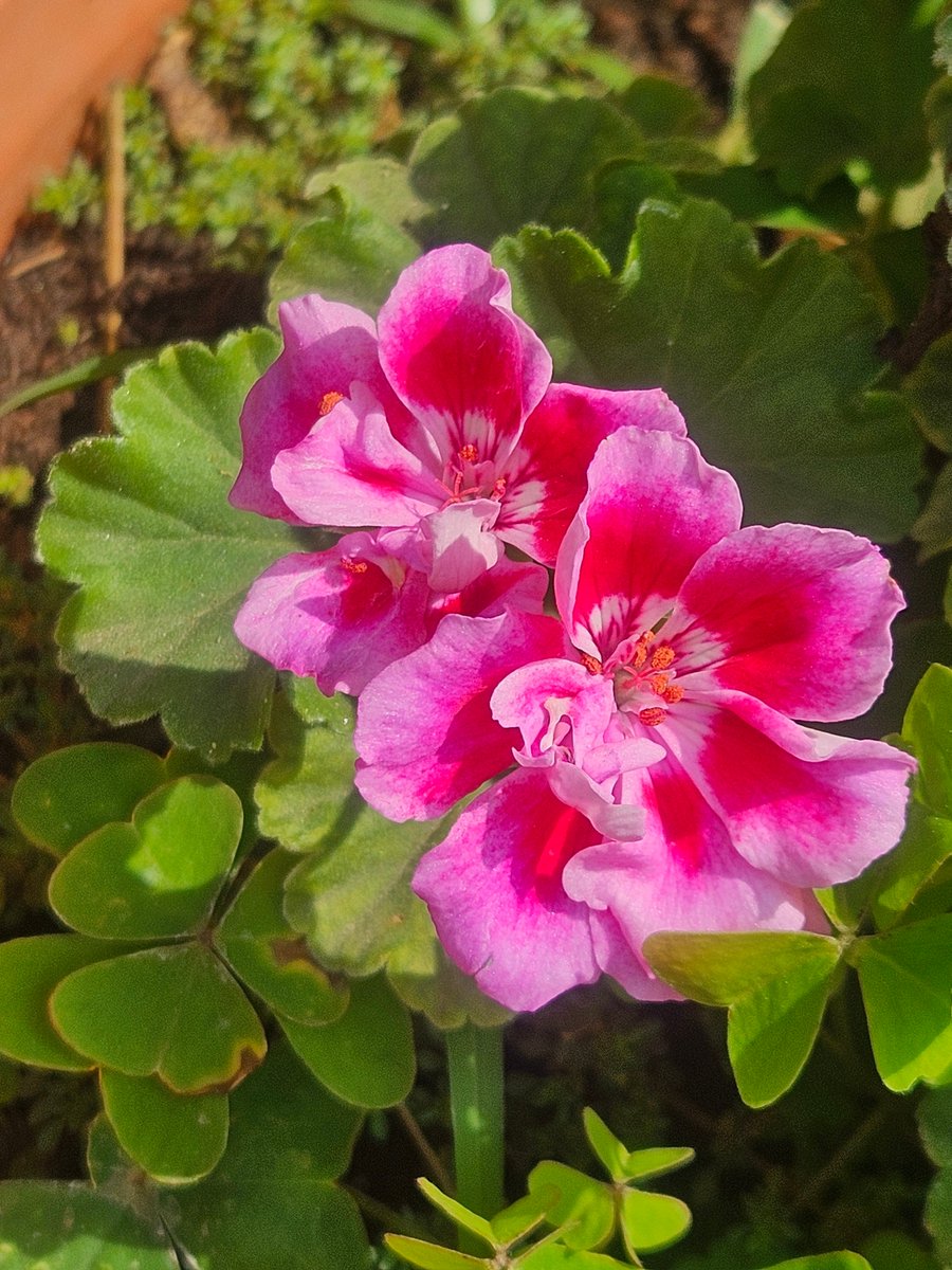 yoursarijit's tweet image. Good morning friends.. have a lovely start to the new week ....
#goodmorningfriends #goodmorningtwitter #FlowersOnX #theme_pic_India_flowers