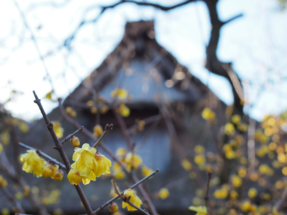 HSankeien's tweet image. 早咲きの梅や、ロウバイが咲き進んできて、甘い香りを漂わせています。
これから3月ごろまで、さまざまな品種の梅約500本がお楽しみいただけます。
晴れていますがきりりと冷たいお天気が続きますので、園内散策の際はあたたかくしてお越しください。