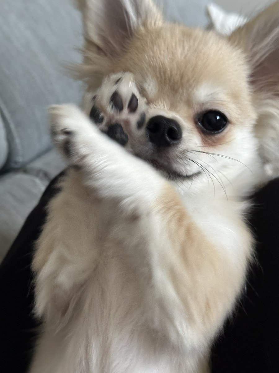 去年9月頃からワンちゃんをお迎えしました。
名前はおこげです。しゅわっち