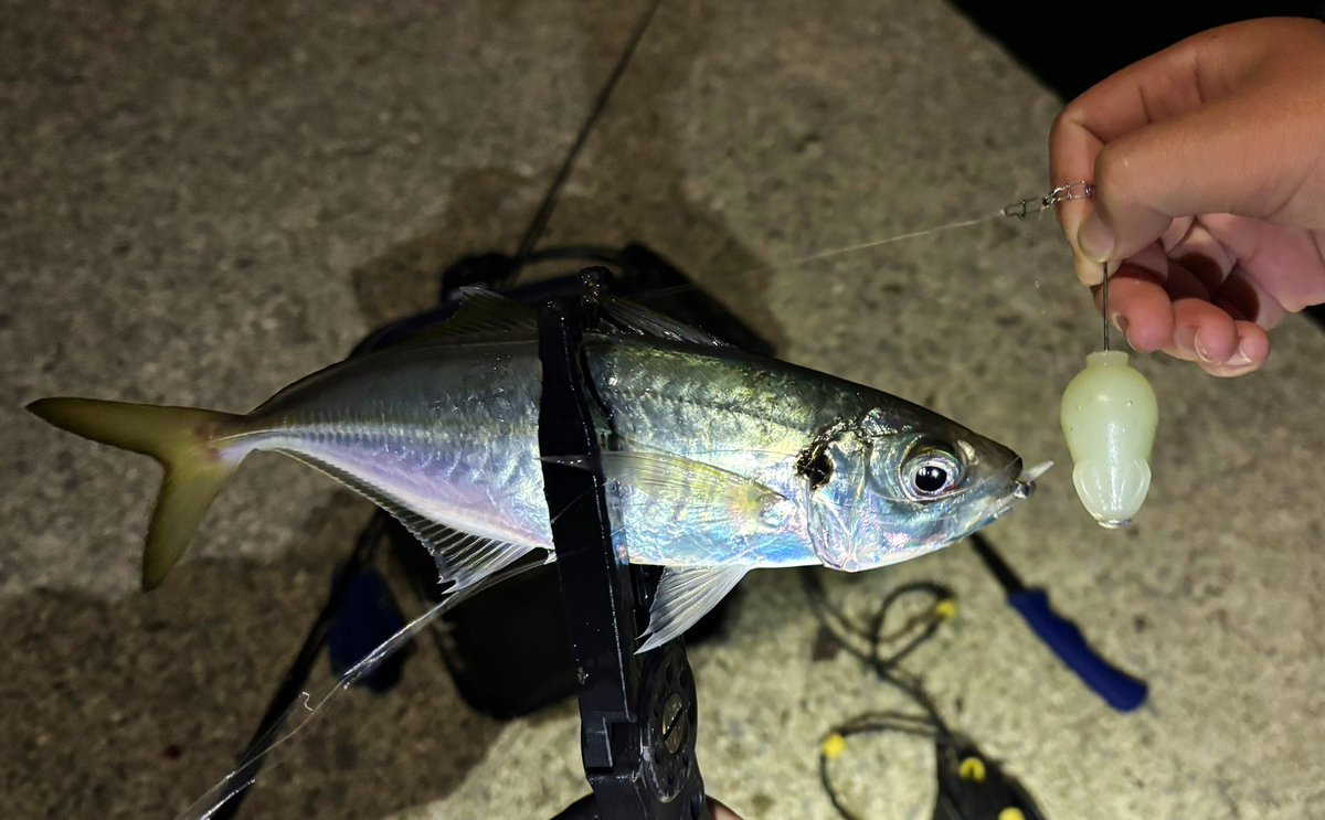 ichimiyan0129's tweet image. 父にはどうしてもアジを釣らないといけない時がある…。あるよね…？
でも爆風、潮はド干潮…。
そんな時はLGフロート一択。30メートル先のアジ掛けていきました！
（カメラマン:息子）